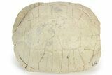 Inflated Fossil Tortoise (Stylemys) - South Dakota #235562-2